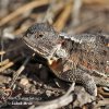 Short-horned Lizard