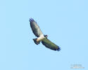 Short-tailed Hawk