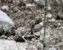 Short-toed Lark