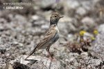 Short-toed Lark