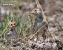 Short-toed Lark