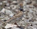 Short-toed Lark