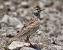 Short-toed Lark