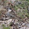 Short-toed Lark