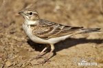 Short-toed Lark