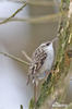 Short-toed Treecreeper