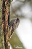 Short-toed Treecreeper