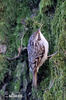 Short-toed Treecreeper