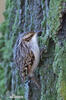 Short-toed Treecreeper