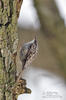 Short-toed Treecreeper