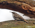 Short-toed Treecreeper