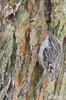 Short-toed Treecreeper