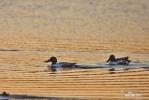 Shoveler