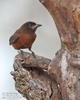 Silver-beaked Tanager, female