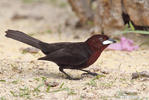 Silver-beaked Tanager