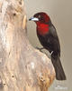 Silver-beaked Tanager