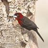 Silver-beaked Tanager