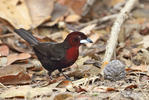 Silver-beaked Tanager