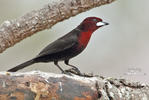 Silver-beaked Tanager