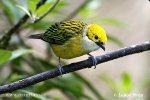 Silver-throated Tanager