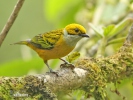 Silver-throated Tanager