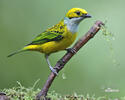 Silver-throated Tanager