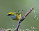 Silver-throated Tanager