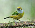 Silver-throated Tanager