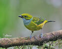 Silver-throated Tanager