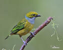 Silver-throated Tanager