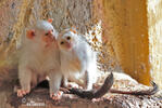 Silvery marmoset