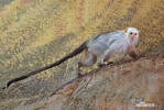 Silvery marmoset