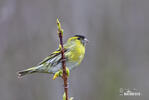 Siskin