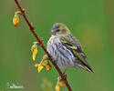 Siskin