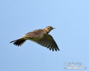 Skylark