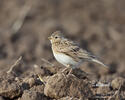 Skylark