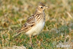 Skylark