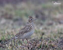 Skylark