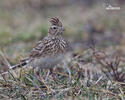 Skylark