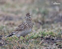 Skylark