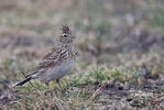 Skylark