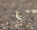 Skylark