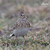 Skylark