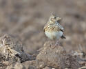 Skylark