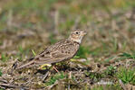 Skylark