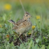 Skylark