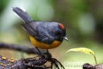 Slate-troated Redstart