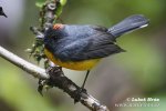 Slate-troated Redstart