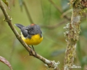 Slate-troated Redstart