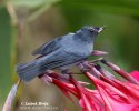 Slaty Flowerpeircer